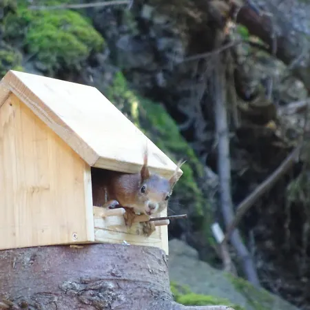 Waldurlaub Klingelborn Im Sauerland Balve
