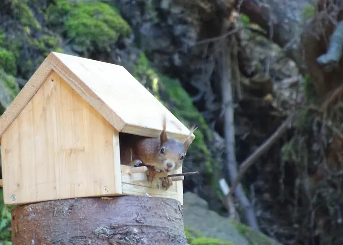Waldurlaub Klingelborn Im Sauerland Balve
